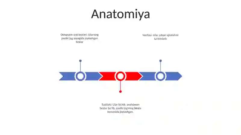 Oshqozon Osti Bezlari 2