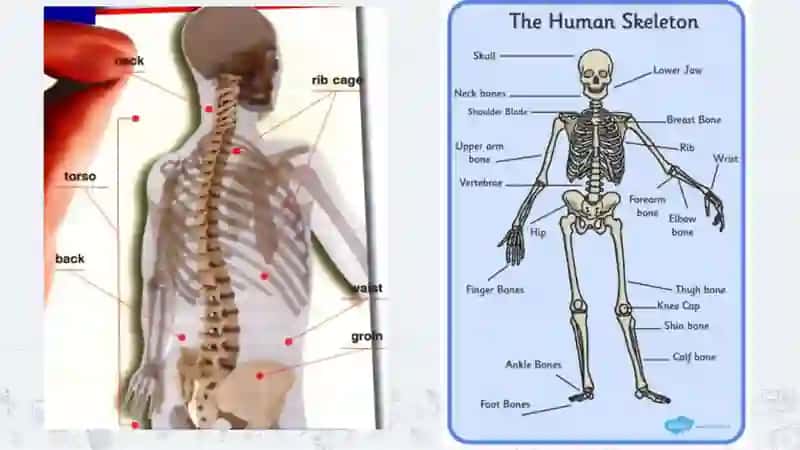 Parts of body 2nizamovahilola, Sagatovashakhnoza 2