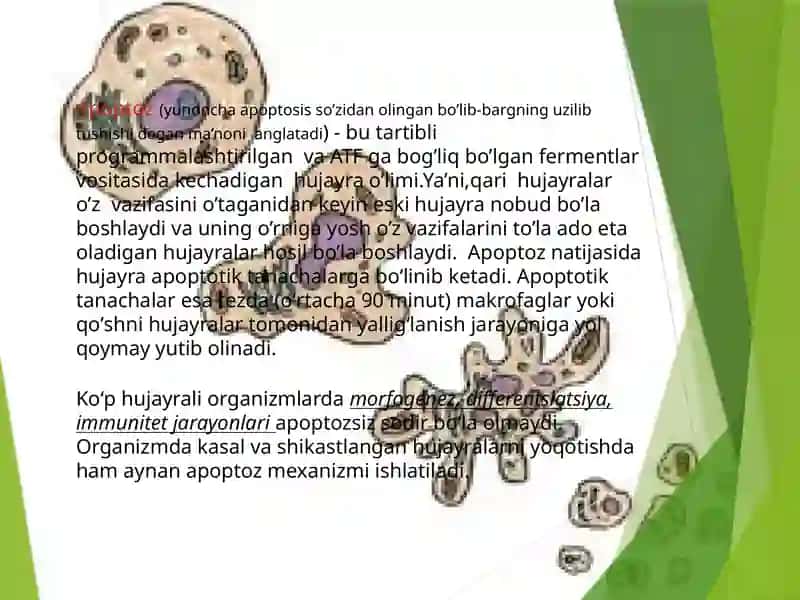 Apoptoz mexanizmi 2