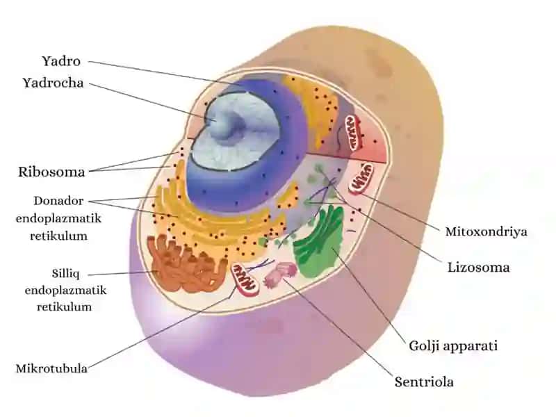 HUJAYRA ORGANOIDLARI 2