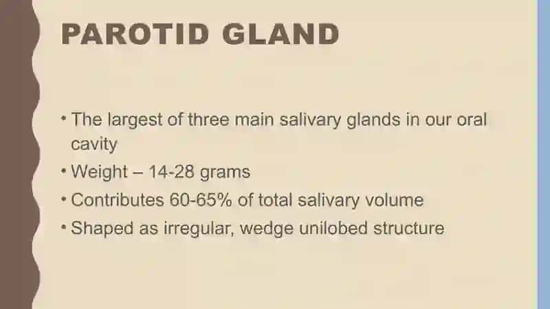 Parotid gland anatomy 2