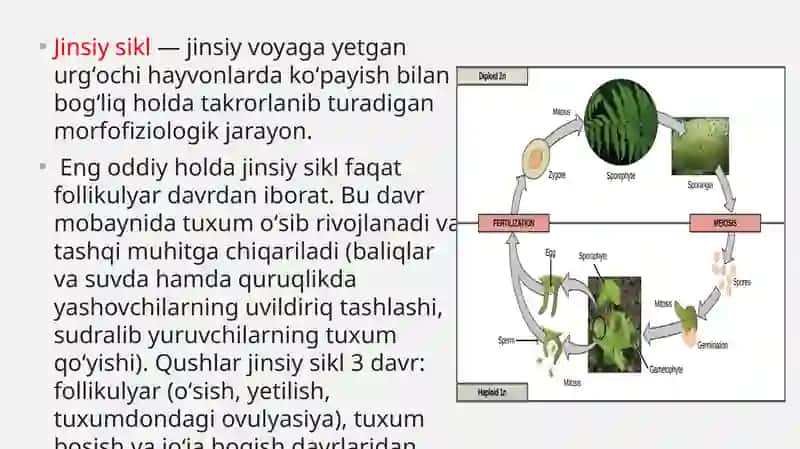 Jinsiysiklning gormonal boshqariluvi mexanizmi 2
