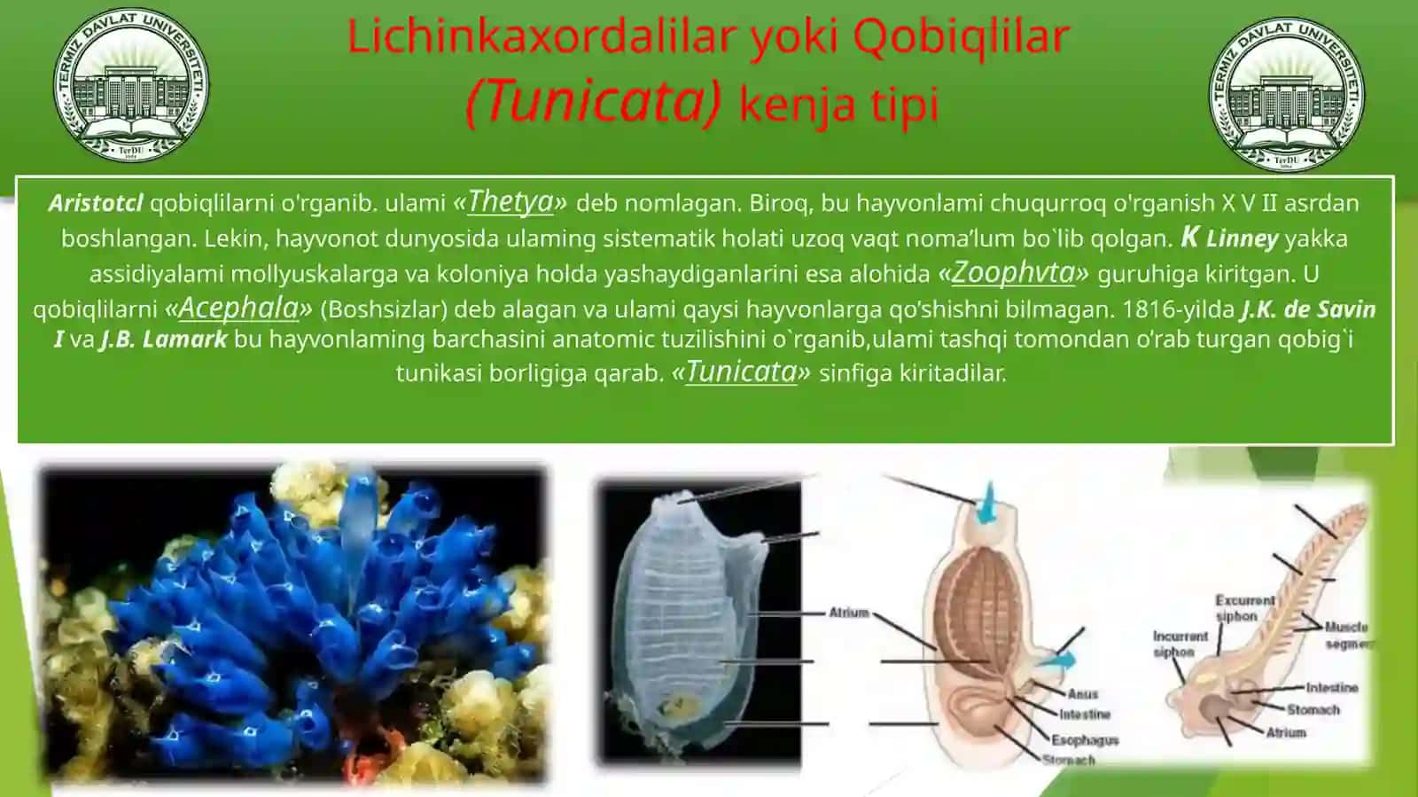 Umurtqalilar zoologiyasi 2