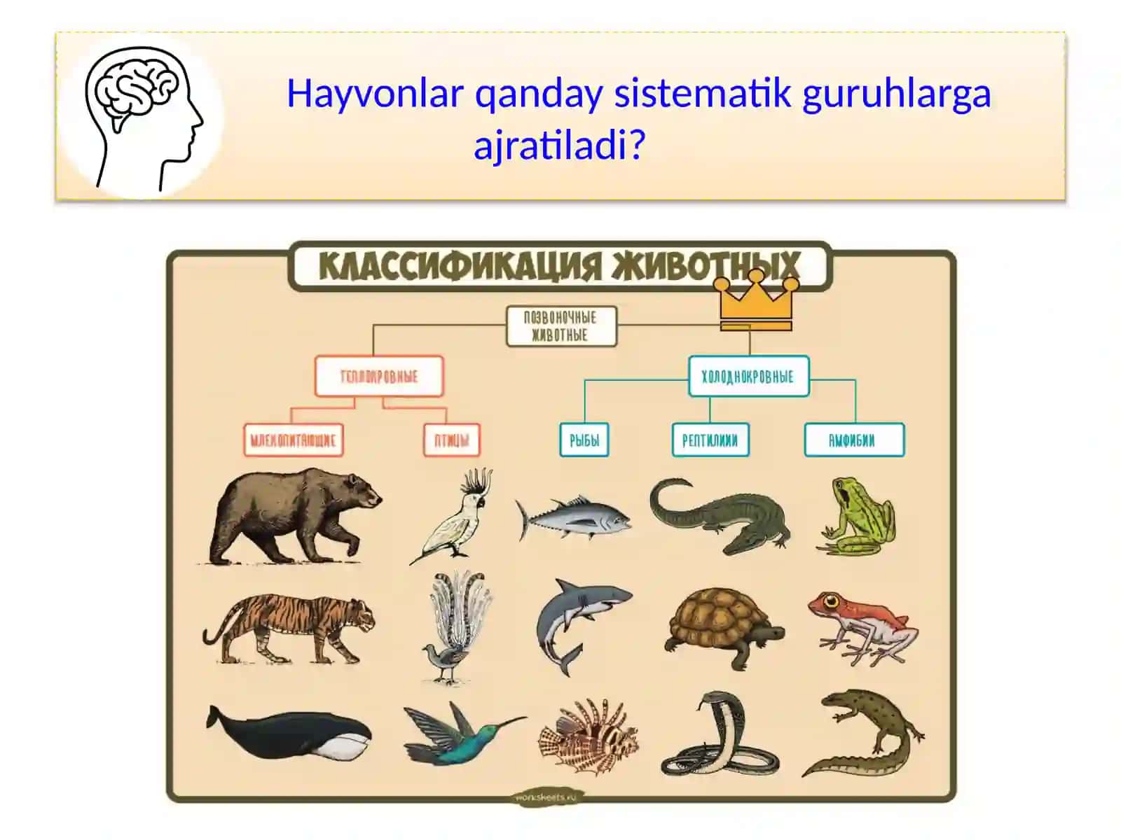 HAYVONOT DUNYOSI 2
