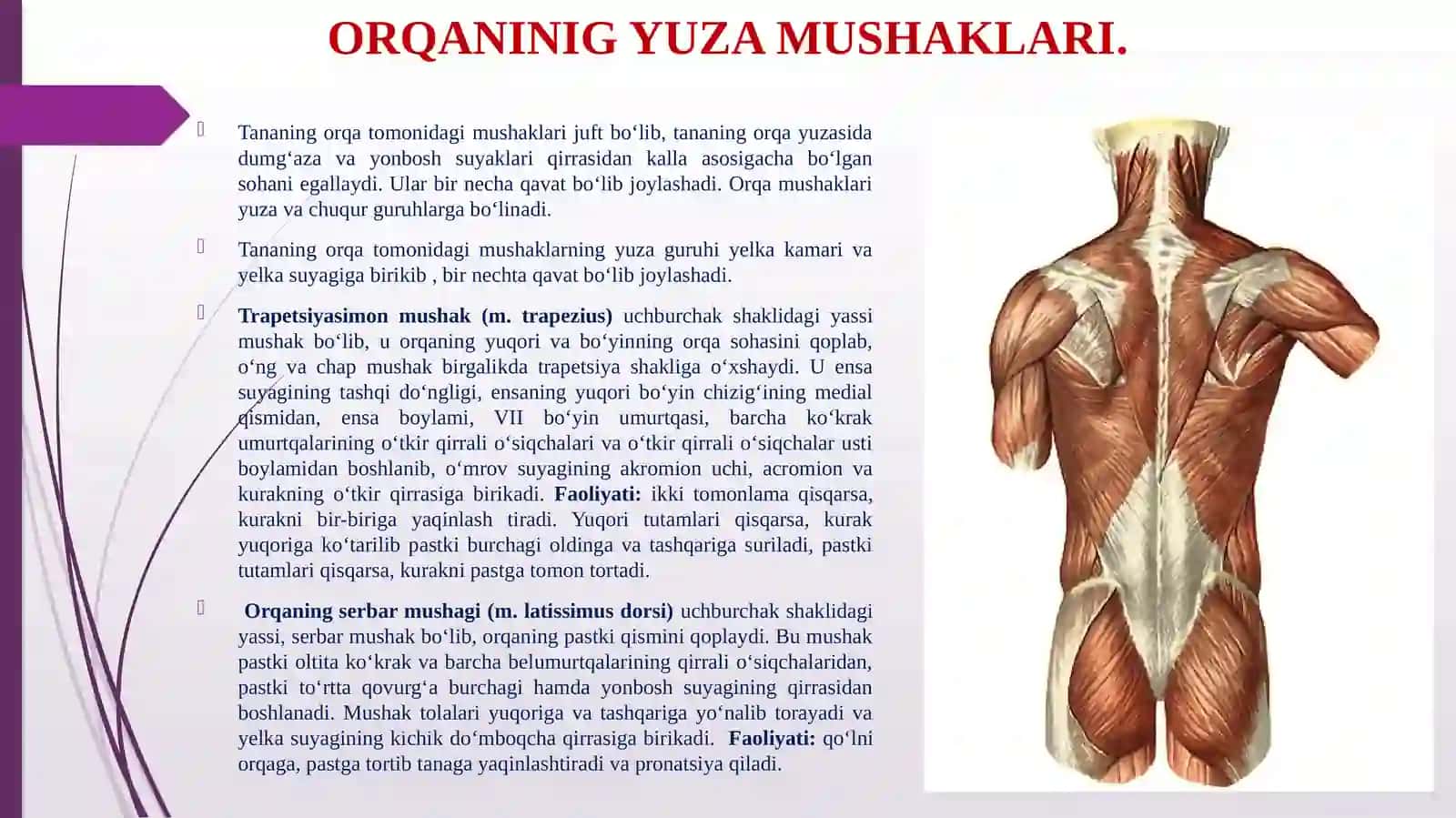 ORQANINIG YUZA VA CHUQURMUSHАKLАRI 2
