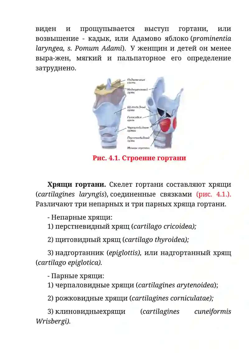 Клиническая анатомия гортани и трахеи 2
