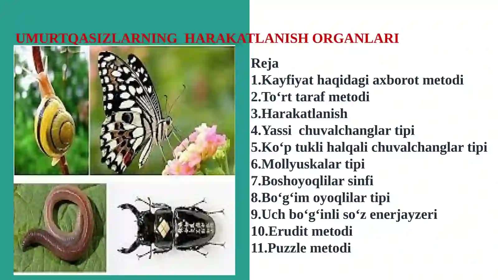 Umurtqasizlarning harakatlanish organlari. 2