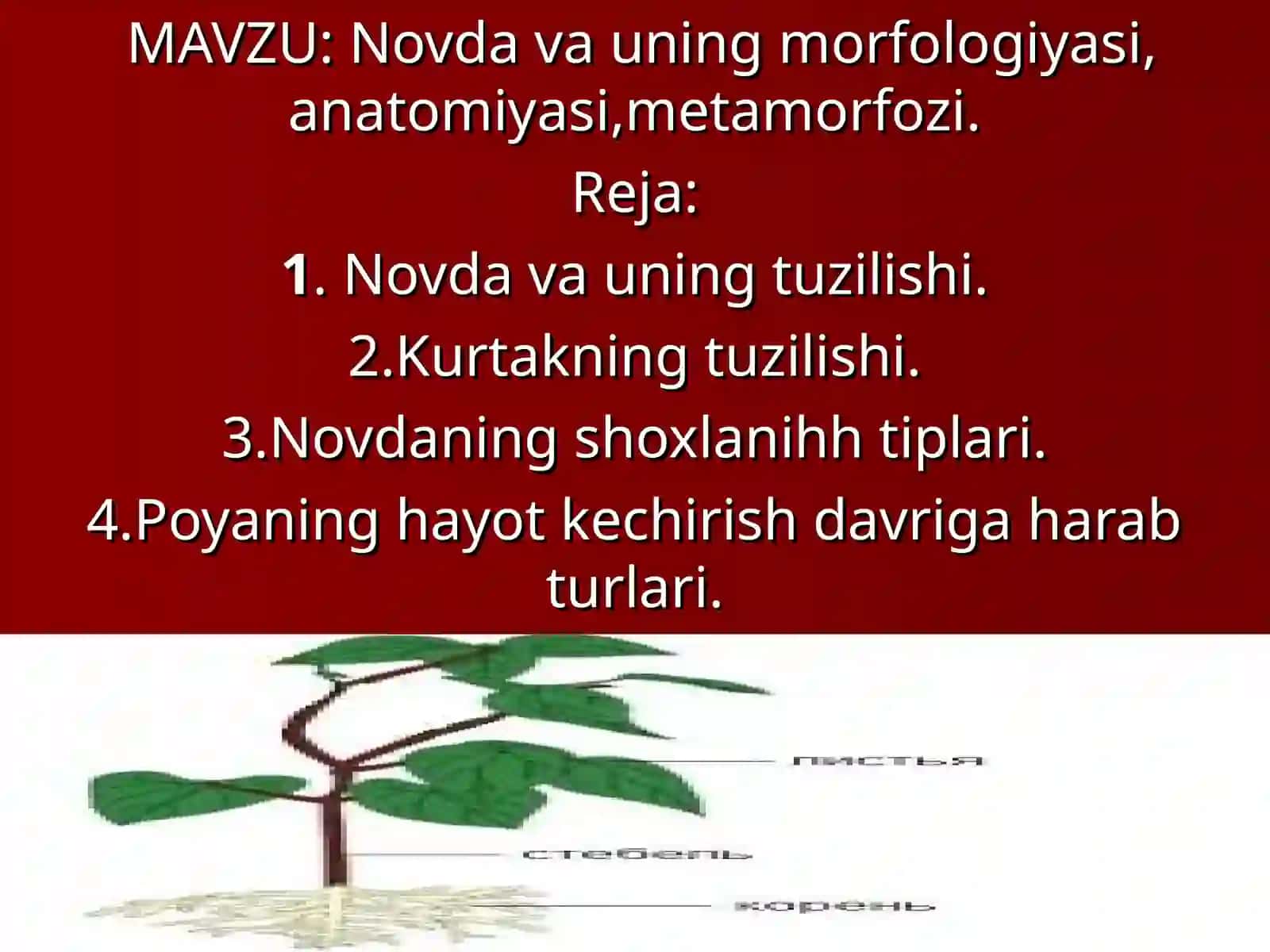 Novda va uning morfologiyasi, anatomiyasi, metamorfozi 2