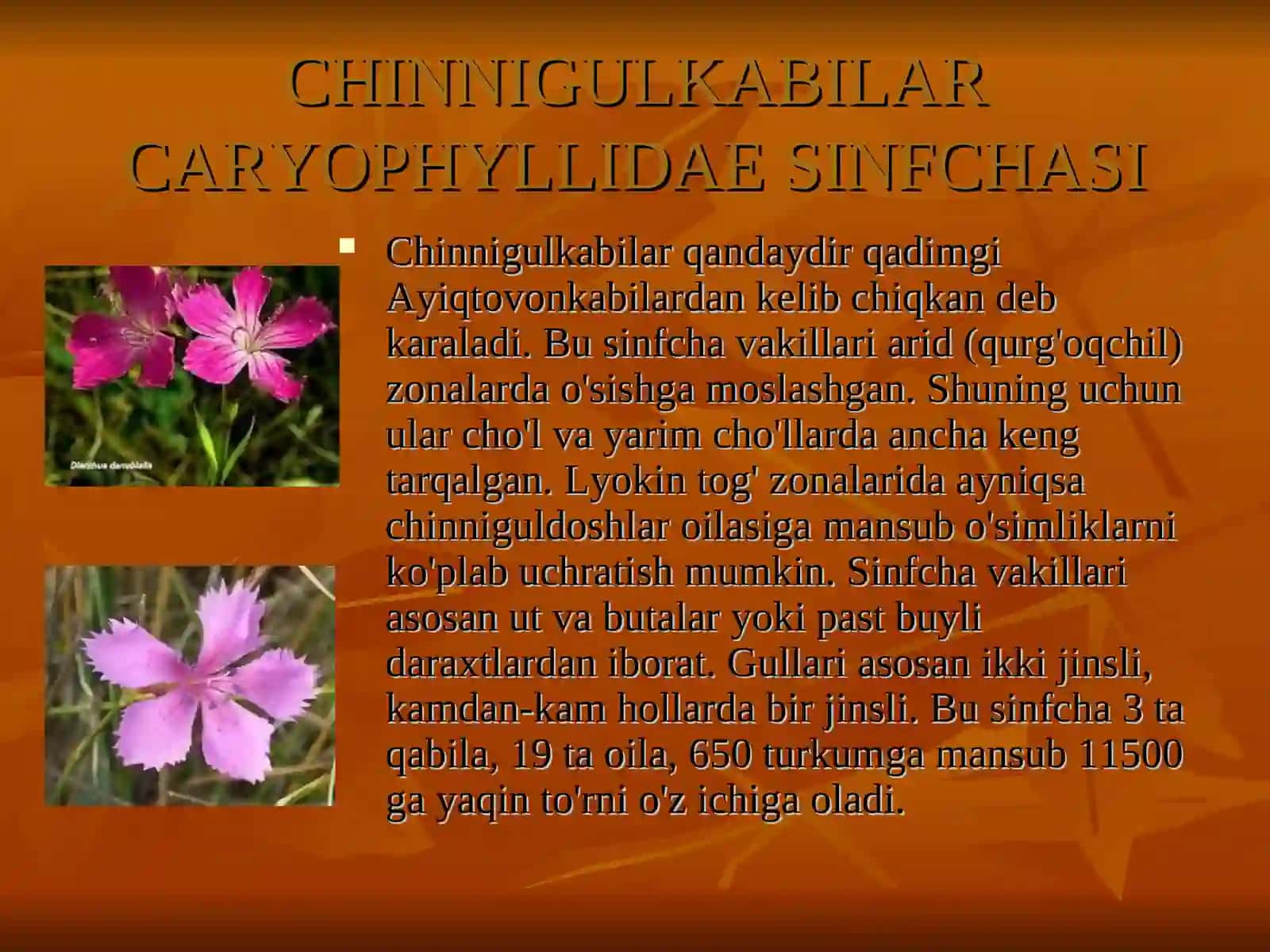 Chinnigulkabilar qabilasi 2