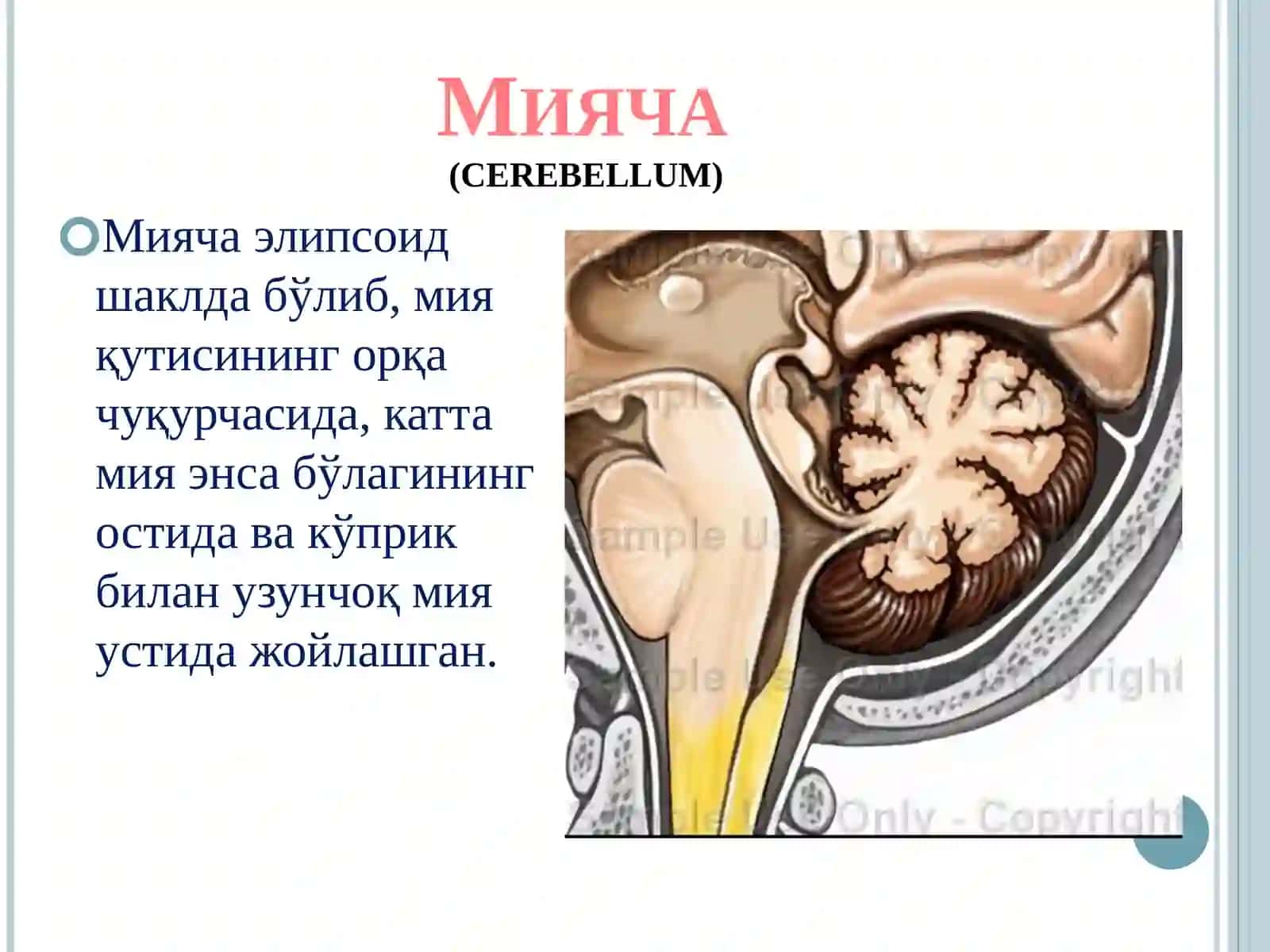 Мияча 2