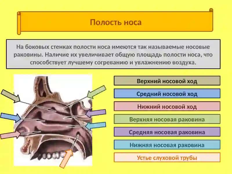 Орган обоняния - нос 2