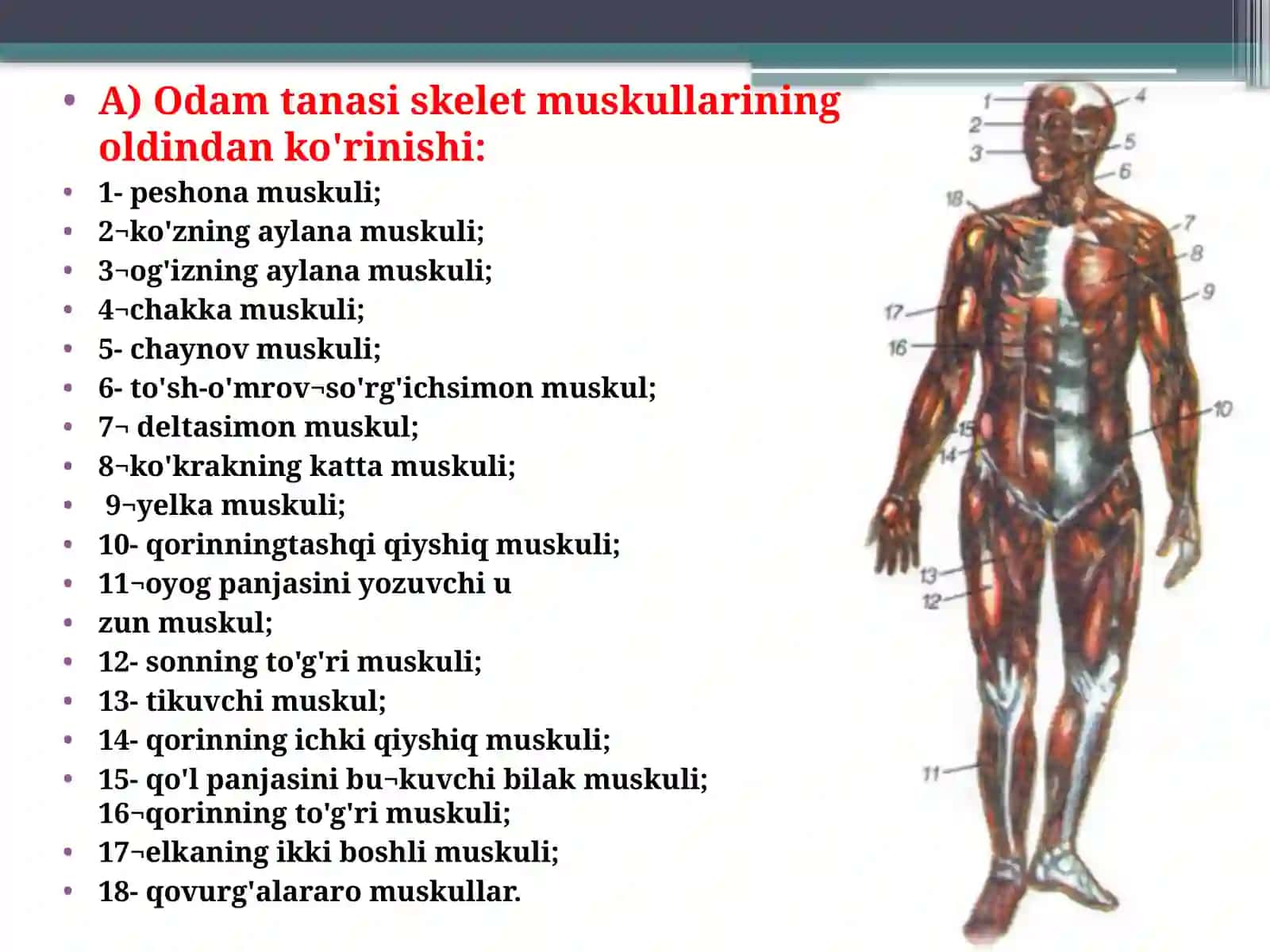 Tanamuskullari 2