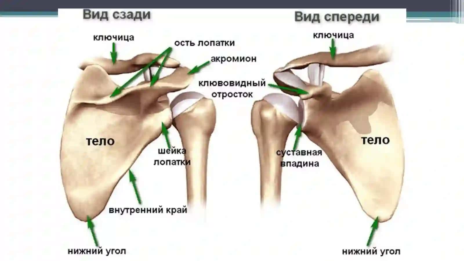 ЕЛКА КАМАРИ ЖАРОХАТЛАРИ 2