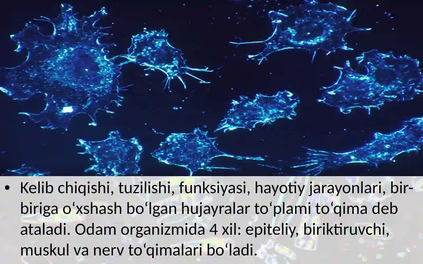 To‘qimalar, organlar va organlar sistemasi 2