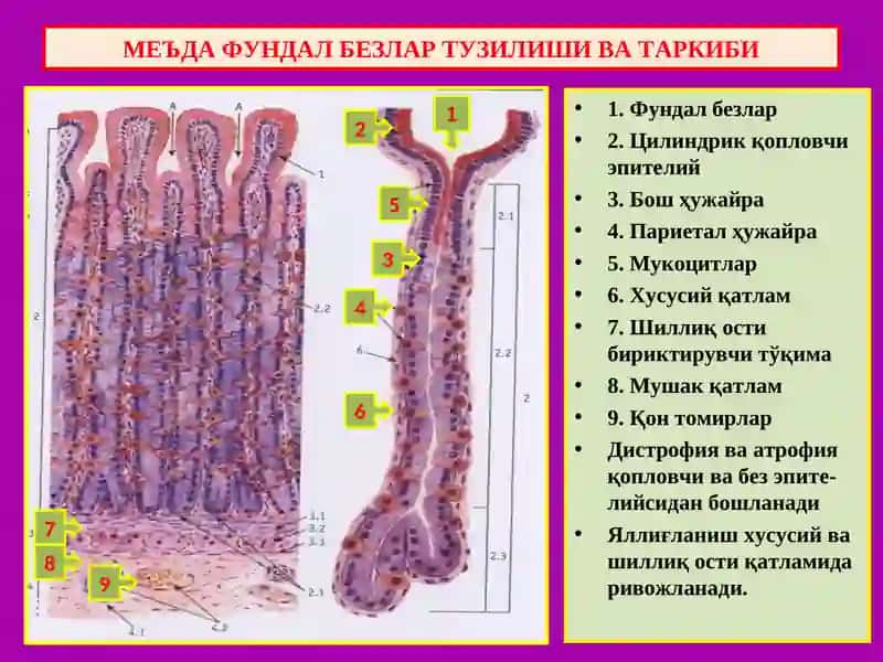ПАТОЛОГИК АНАТОМИЯ 2