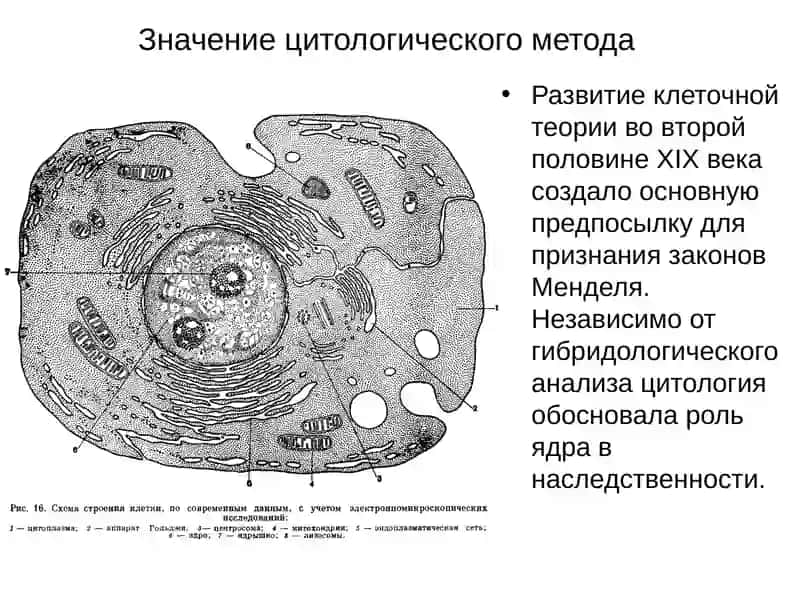 Цитология ва наследственность 2