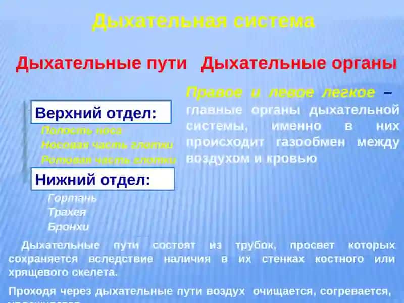 Дыхательная система 2
