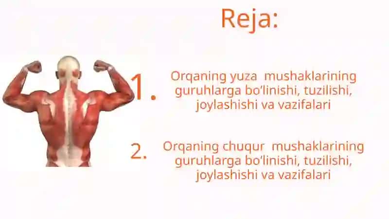 Orqaning yuza va chuqur mushaklari 2