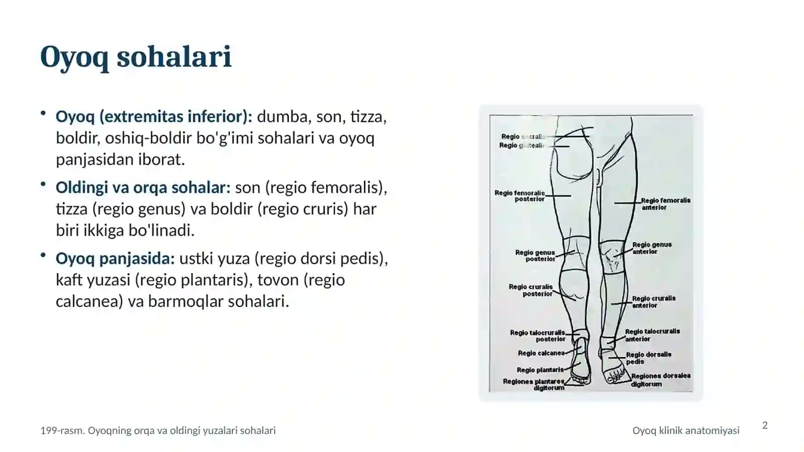 OYOQNING KLINIK ANATOMIYASI 2