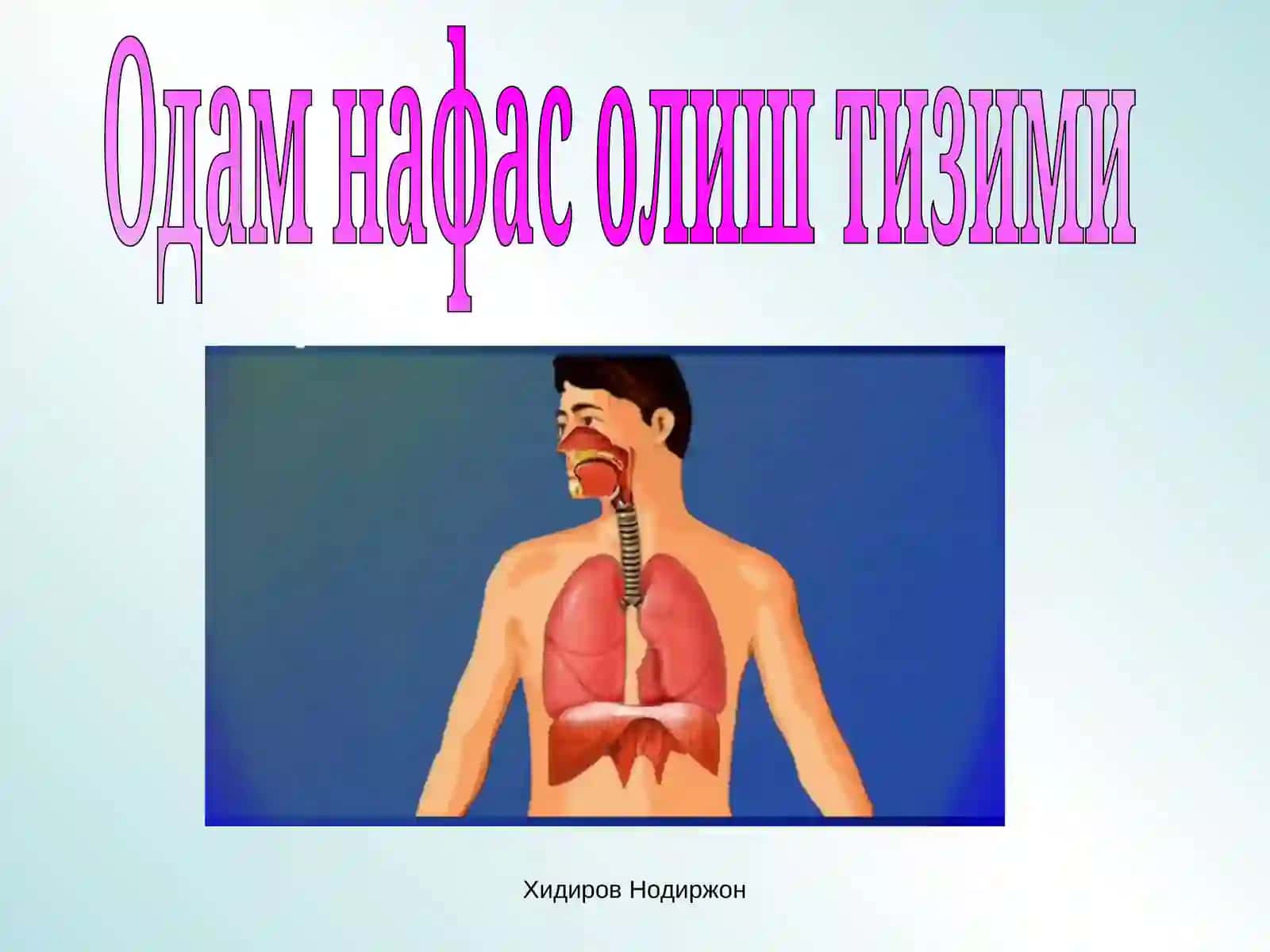 Нафас аҳамияти. Нафас олиш механизми. Нафас жараёнларининг асосий фаолиятлари: ташқи нафас алвиолалар ва туўималарда газлар алмашинуви 2