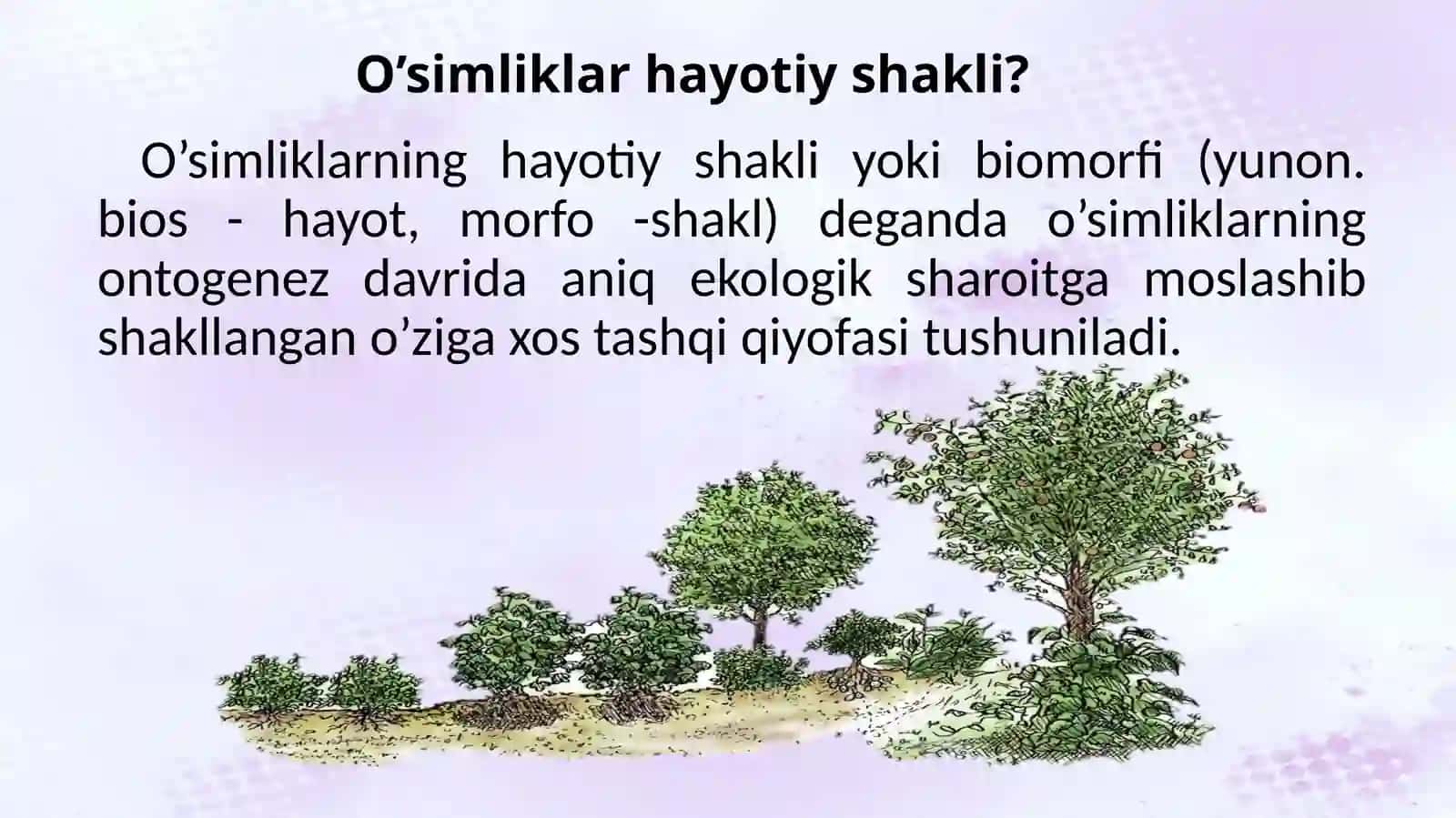 O’simliklarning hayotiy shakllari 2