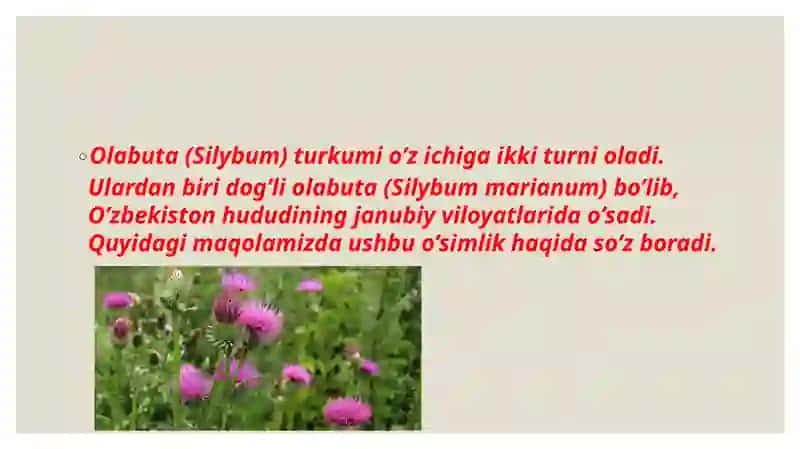 Olabuta (Silybum) Turkumi 2