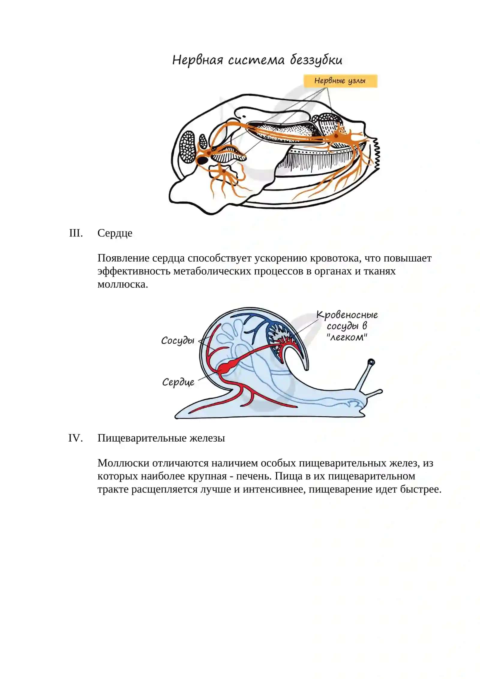 Тип моллюски (мягкотелые) 2