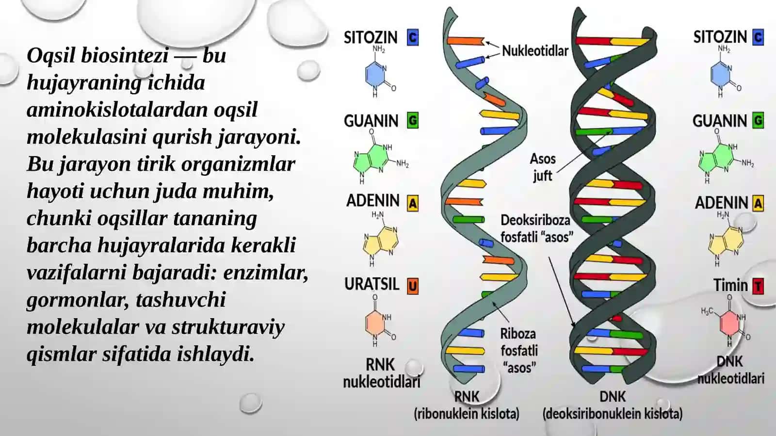 Oqsil biosintezi tiingibitorlari 2