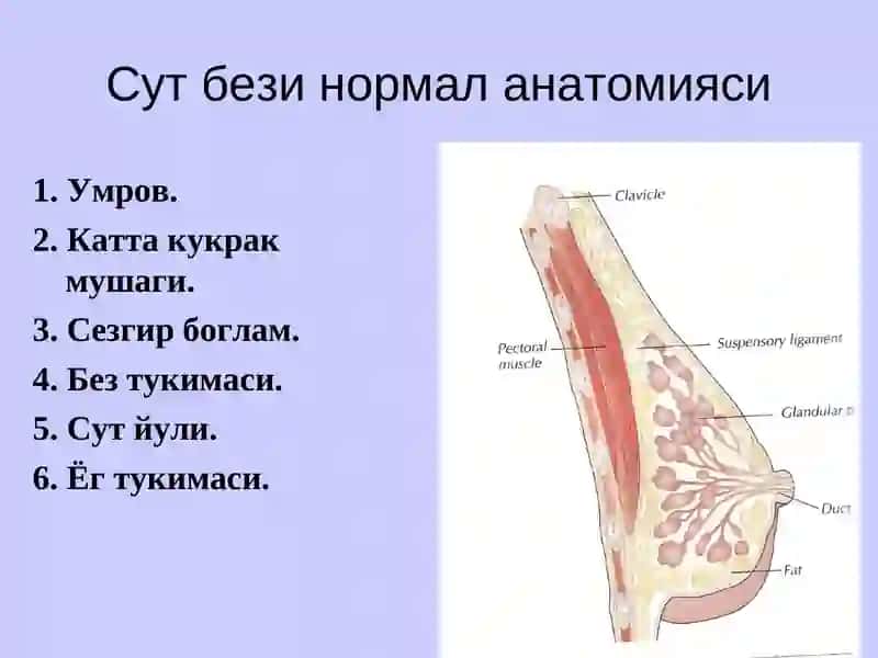 Сут бези саратони 2