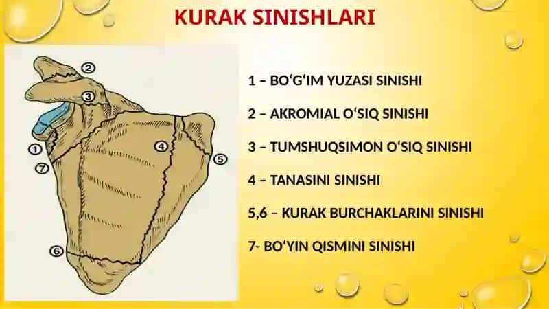 Yelka kamari shikastlanishlari 2