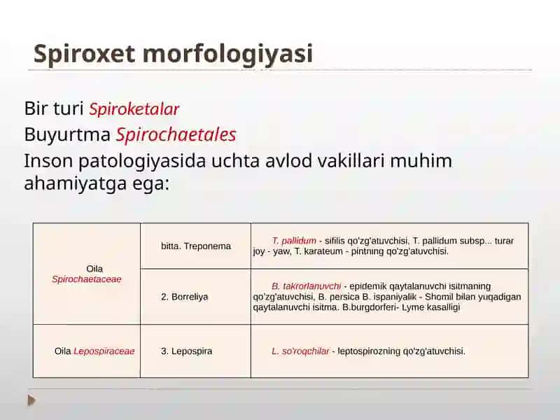 Bakteriyalarning morfologiyasi rikketsiyalar. 2