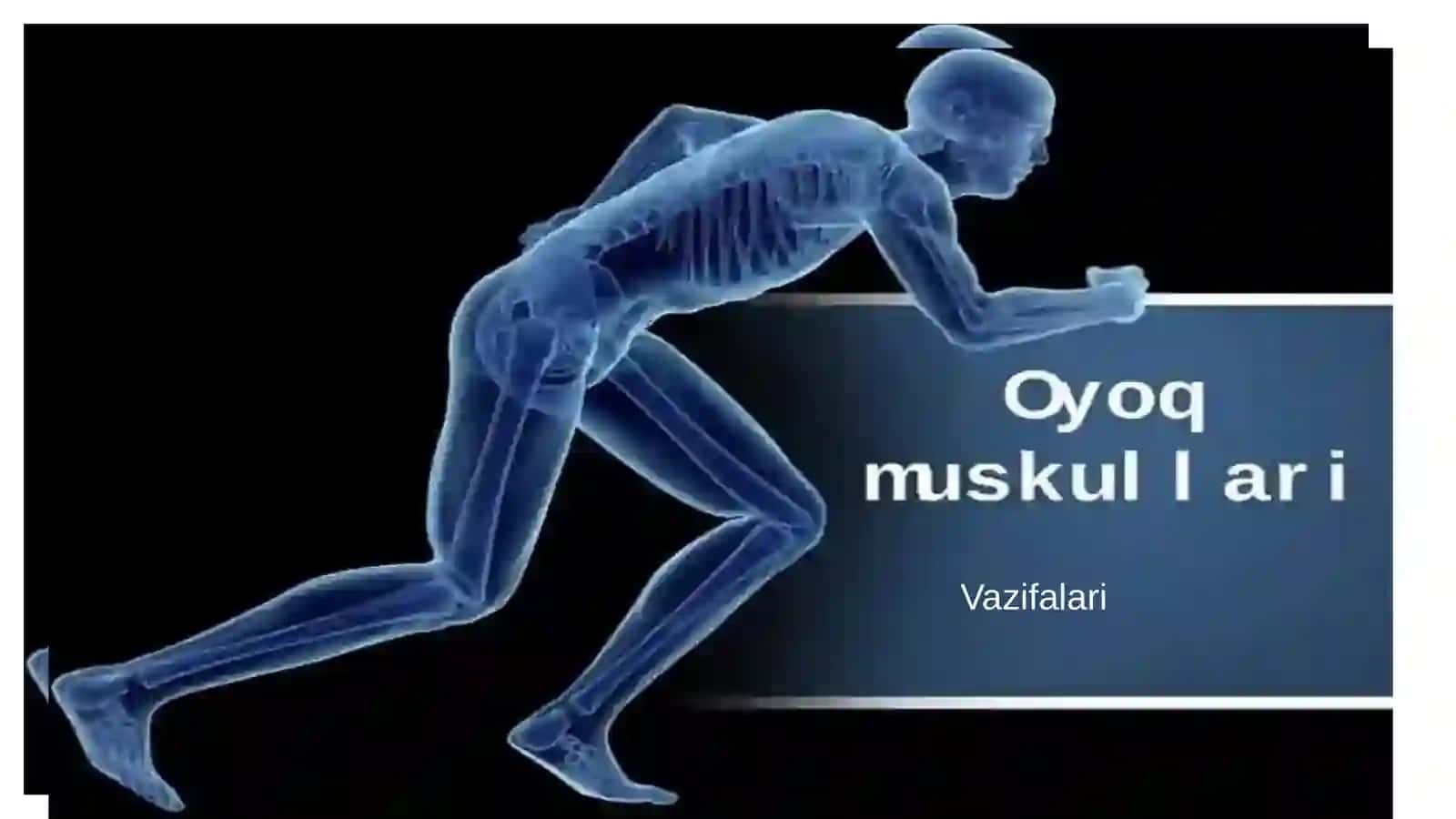Oyoq mushaklarini vazifalari 2