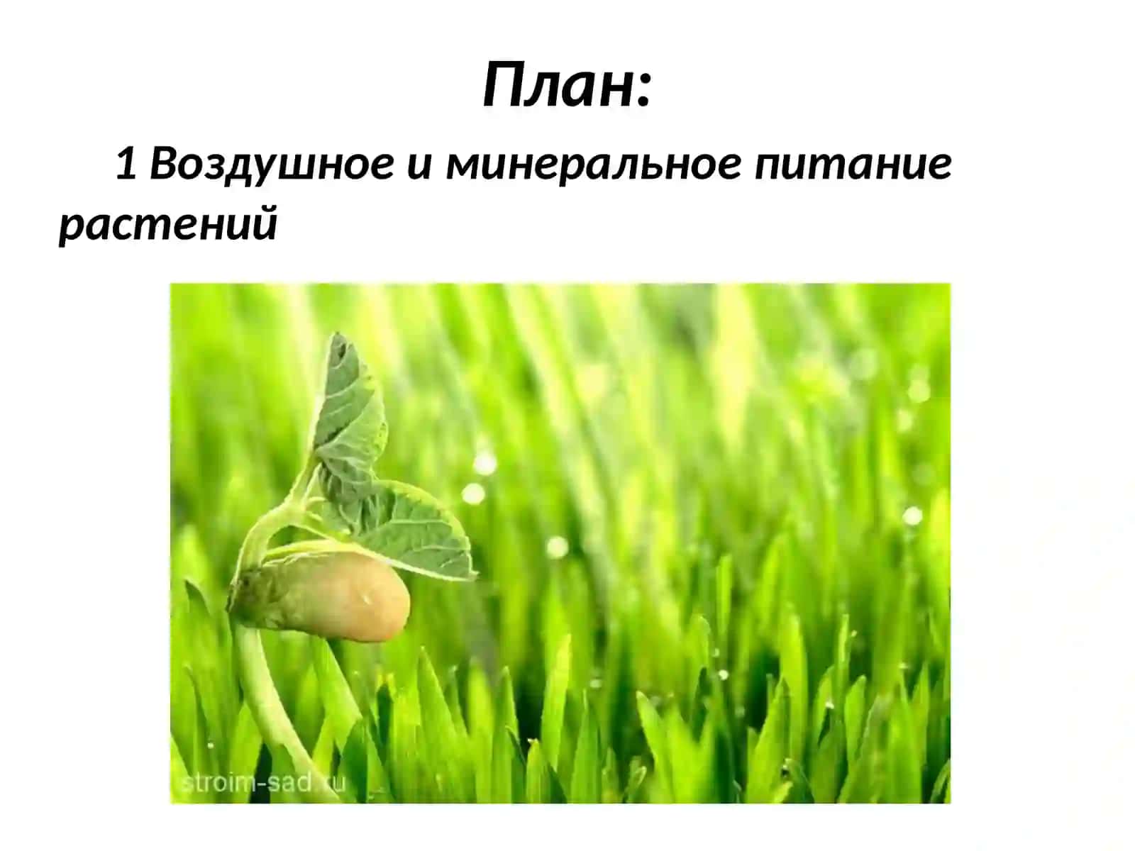 Типы питания растений 2