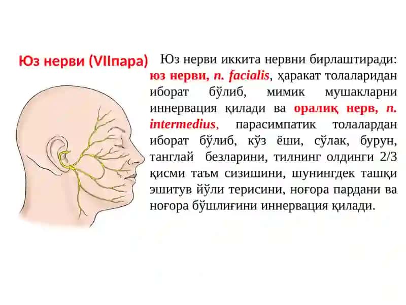 Юз нерви (VIIпара) 2