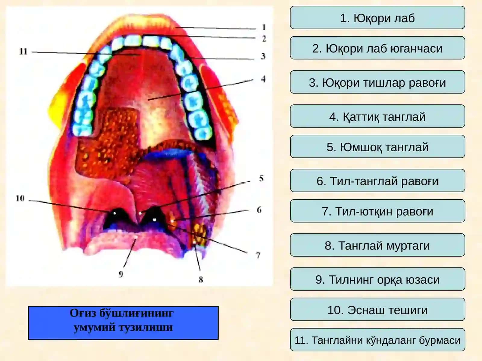 Оғиз бўшлиғининг умумий тузилиши 2