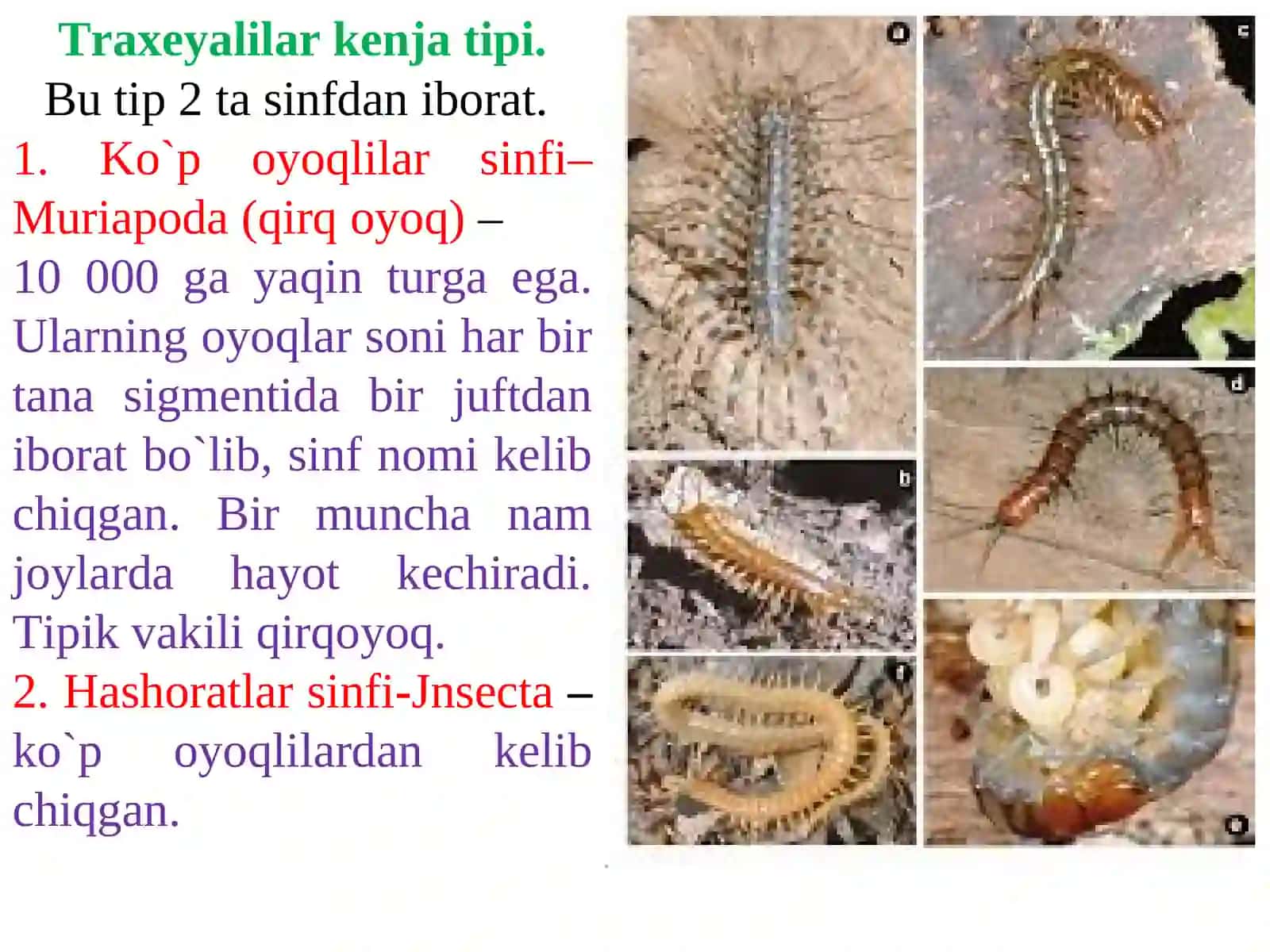 VETERINARIYA ENTOMOLOGIYASI 2