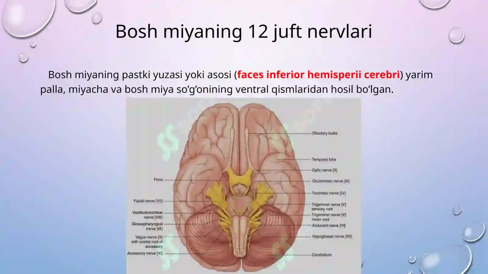 Boshmiyaning boshmiyaning asosiy chiqish joylari 2