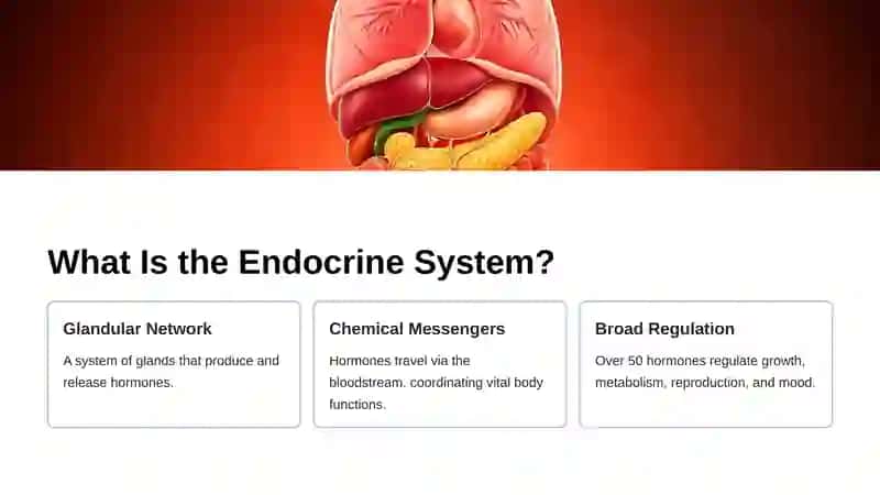 The Endocrine System 2