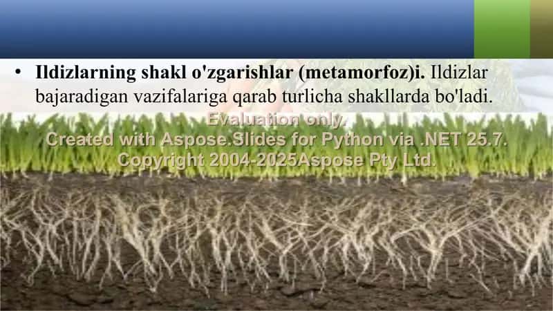 Shakli O‘zargan Ildizlar 2