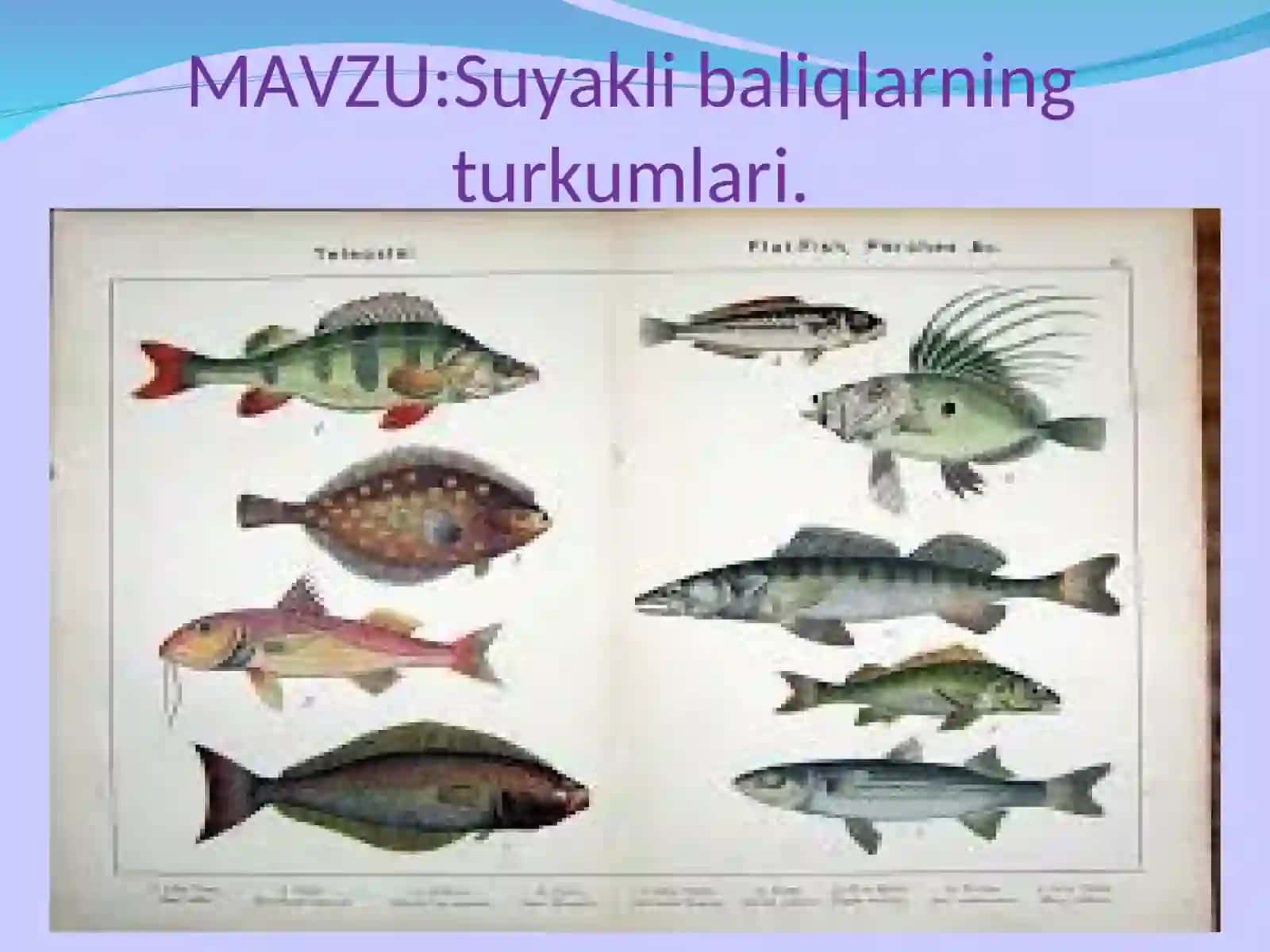 Suyakli baliqlarning turkumlari 2