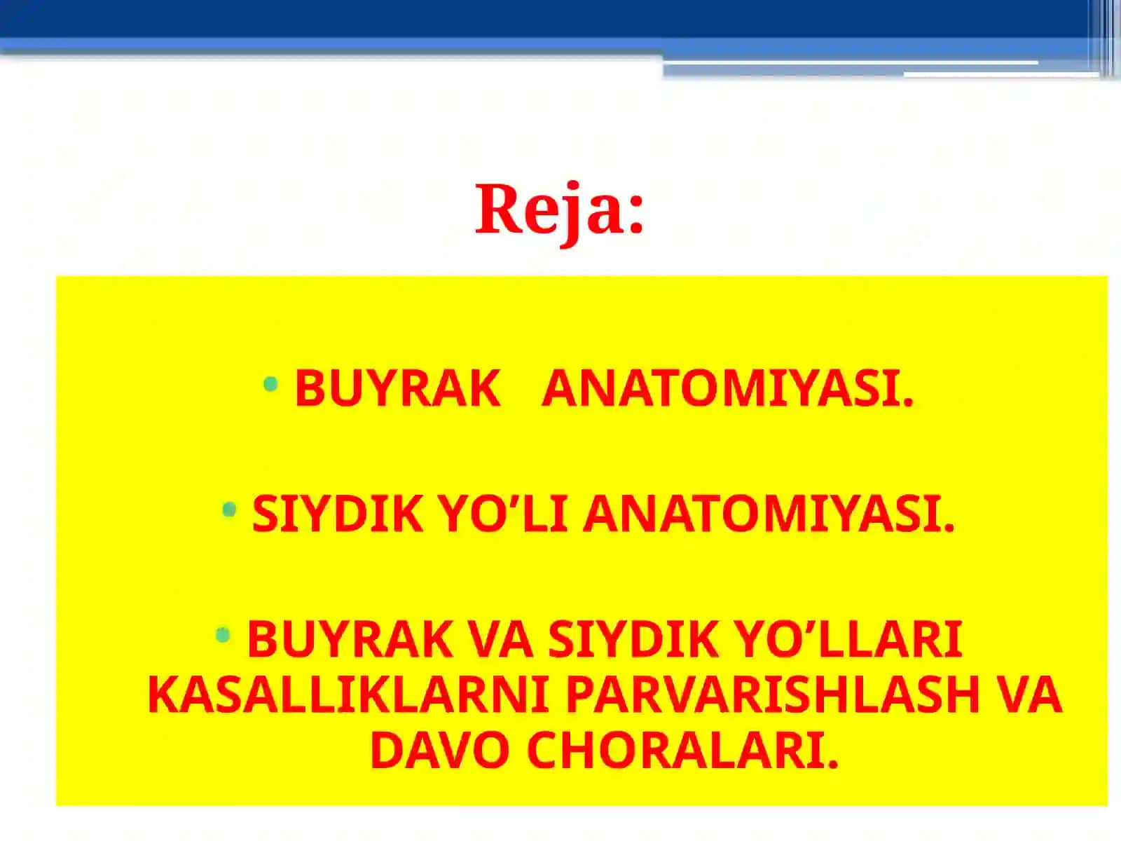 Buyrak va Siydik Anatomiya 2