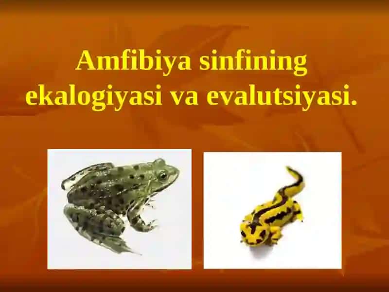 Amfibiyasinfining ekalogiyasi va evalutsiyasi 2