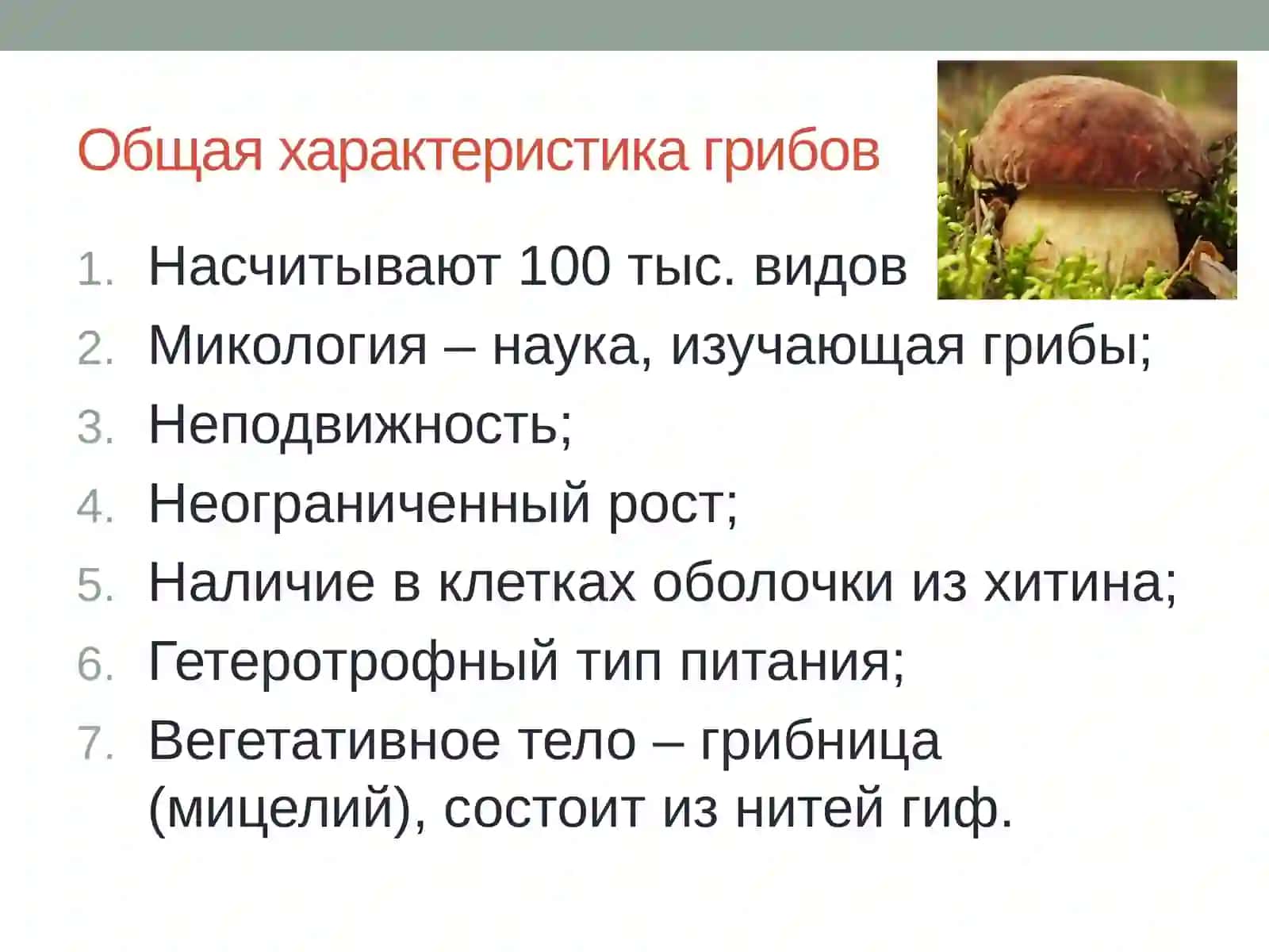 Царство грибы 2