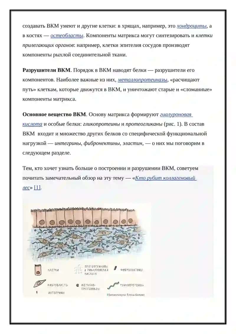 Внеклеточный матрикс 2