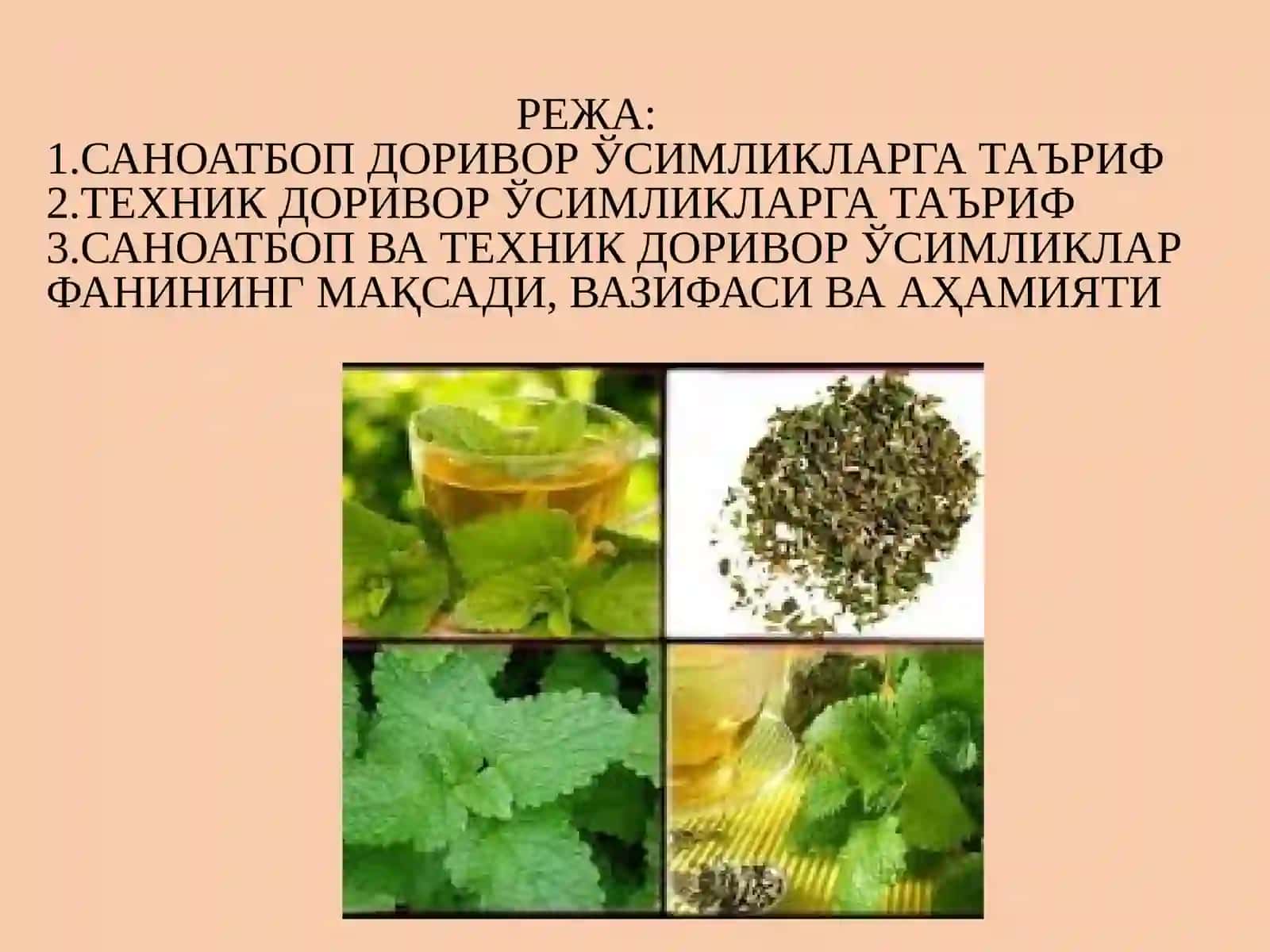 Саноатбоп ва техник доривор ўсимликлар 2