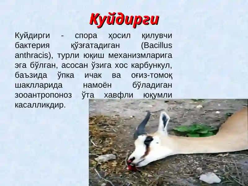 Куйдирги(Anthrax) 2