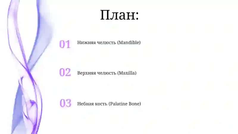 Нижняя челюсть (Mandible) 2