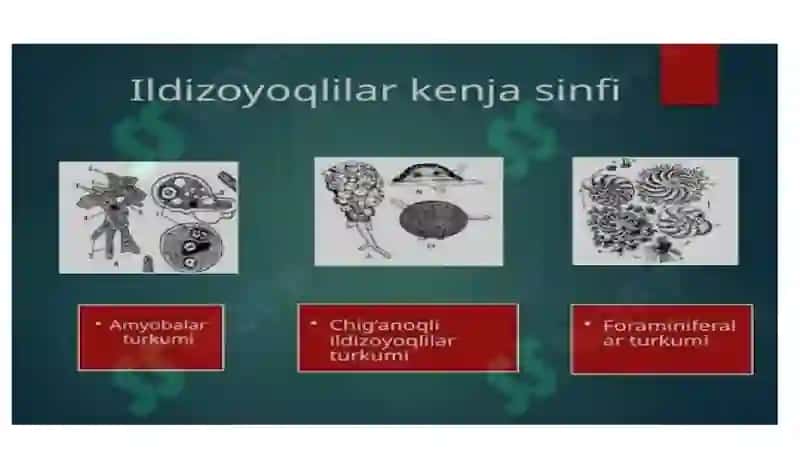 Ildizoyoqlilar (Rhizopoda) Kenja Sinfi 2
