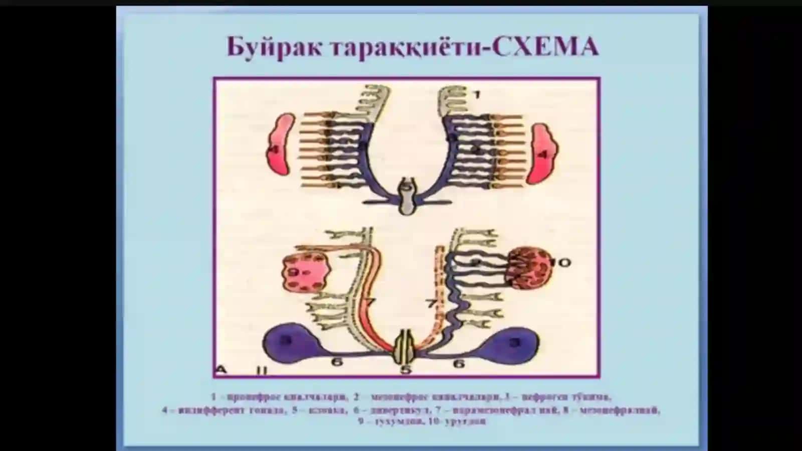 Erkaklar reproduktiv sistemasi 2