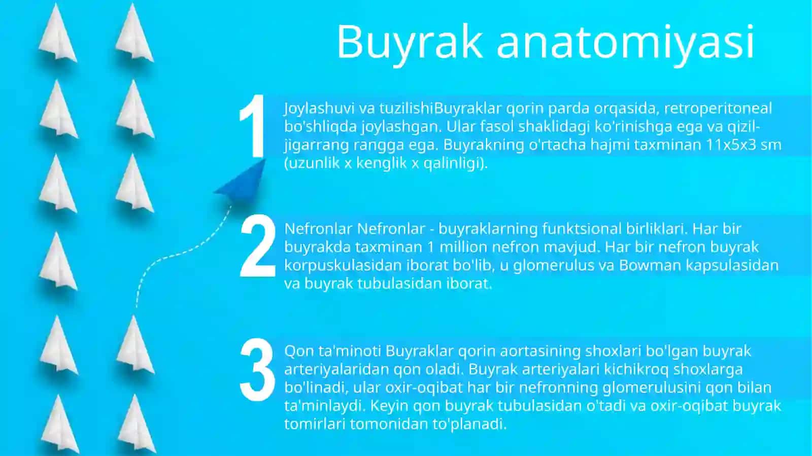 Buyrak Va Siydik Chiqarish Kanali 2
